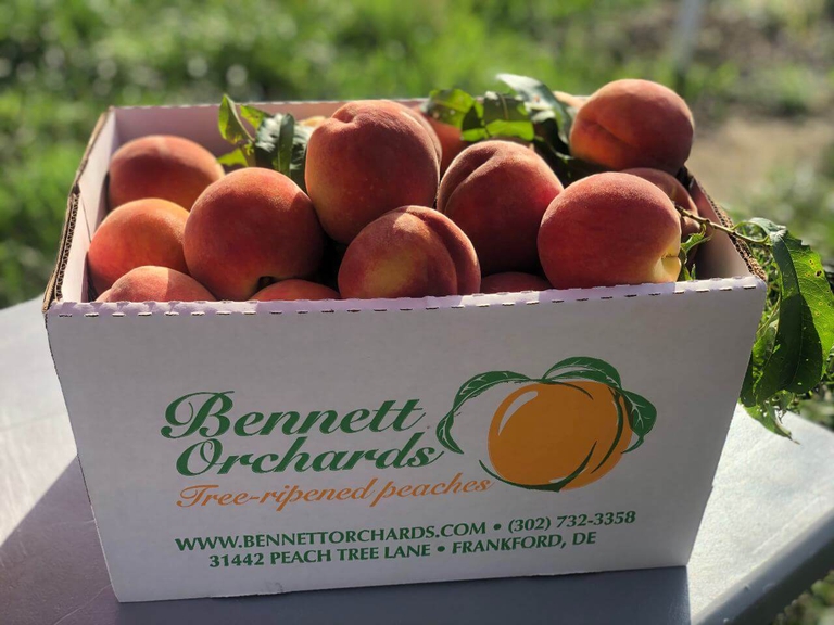 Box of tree ripened Bennett Peaches basking in the sunlight. 